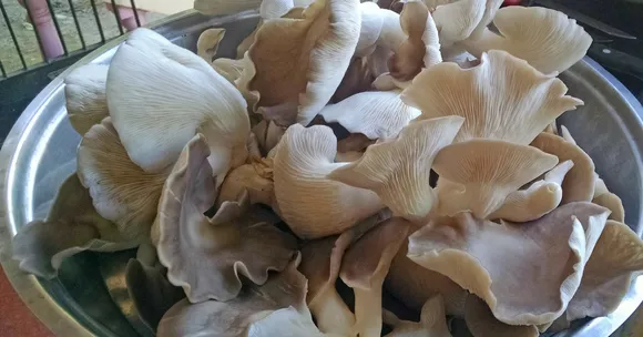 MBA Graduate Turns to Mushroom Farming, Makes Lakhs With Just a 18x45-Foot Shed!