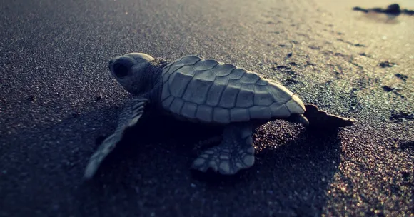 DRDO Goes the Extra Mile to Give the Olive Ridley Turtles a Bright Future