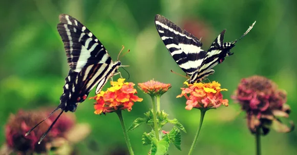 Unwind with Exotic Butterflies? Kerala's New Parks Will Make This Possible