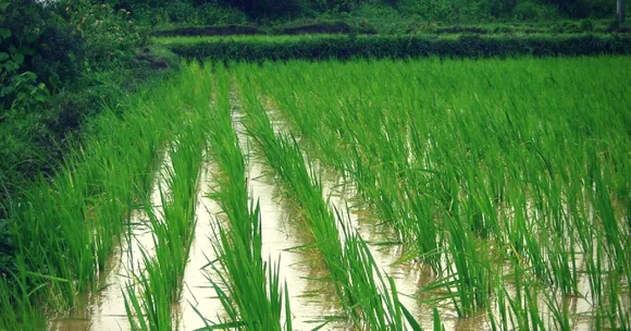 How Water Solutions From the Mauryan Empire Saved This Region in Bihar