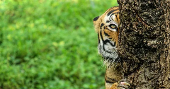 Tiger Check! This Year's Estimate to Be Undertaken Through an App!