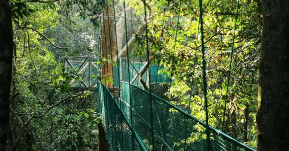 Karnataka All Set to Unveil India's First Ever Canopy Walk on February 18!