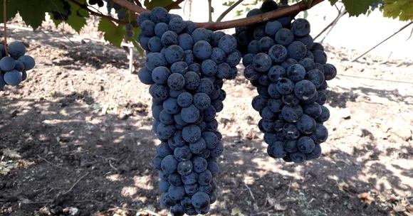 New Variety of Grape With Medicinal Properties To Boost Farmer Incomes!