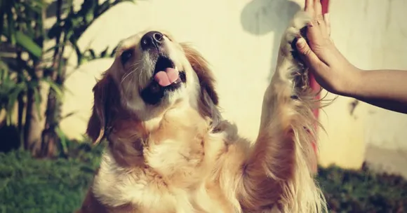 Abandoned Dogs Are Not an Unusual Sight. This Initiative Is Trying to Change That!