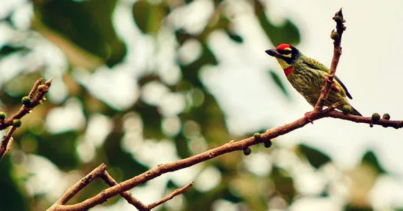 One of Mumbai's Last Surviving Green Spaces Is Under Threat: Lets Save It!