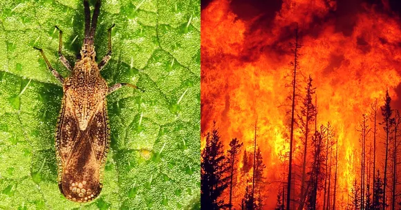 Bengaluru Scientists to Use Mexican Bugs to Tackle Wildfire-Causing Forest Weed!