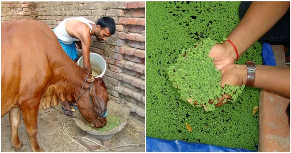 This Brilliant Idea By Kerala Students Could Boost India's Milk Production!