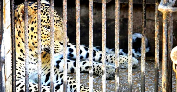 On Spotting an Unconscious Leopard, These Forest Officials Did the Unthinkable!