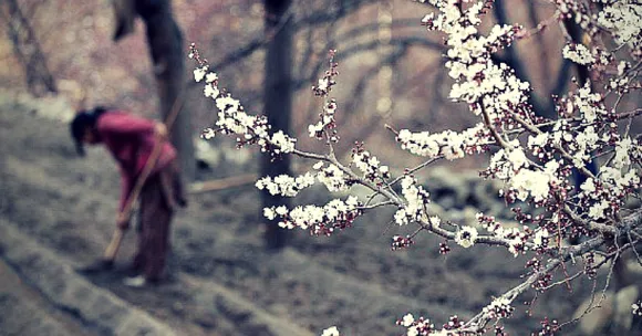 Video: The Sight of These Apricots Blooming in Ladakh Will Leave You Enchanted
