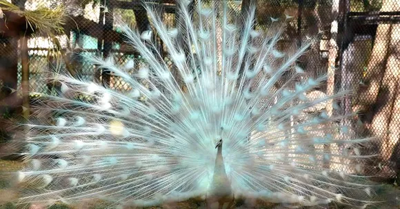 India Gets Its Longest Walk-In Aviary: 8 Pics That'll Convince You It's a Must Visit!