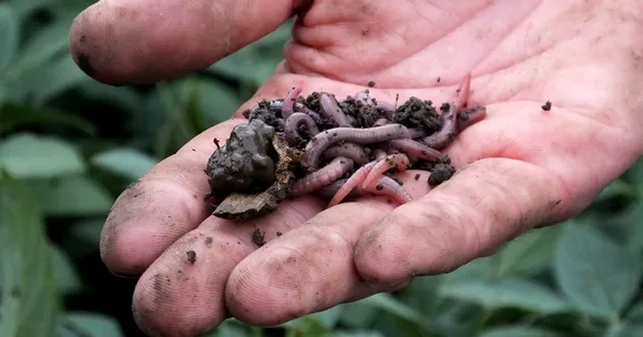 Indian Scientists Find New Way To Recycle Organic Waste - Earthworm Guts!