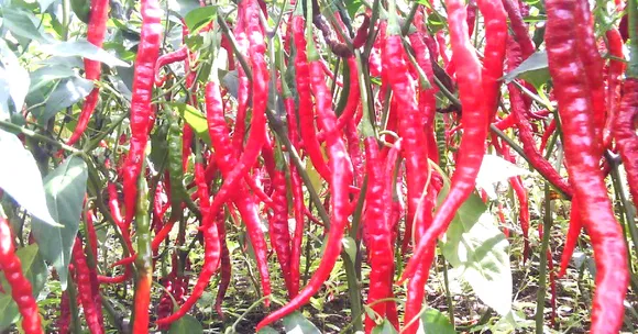 Spicing It Up: How One of World's Hottest Chillies is Sustaining an Entire Manipur Village!