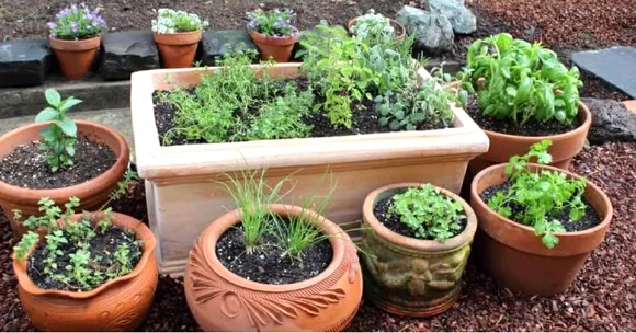 Time-Tested Remedies: Why & How to Grow Your Own 'Healing' Garden at Home!