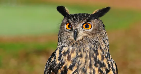 Lying Injured on Train Tracks, This Owl Was Saved By a Man's Kindness!