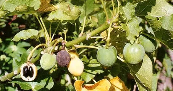 This Little Seed is Making Farmers Rich And Flying Planes! Here's How