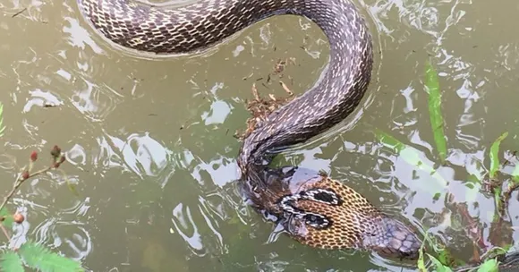 IIT Delhi's New Anti-Venom Cuts Cost from Rs 500 to Rs 70, Spells Boon for Kerala!