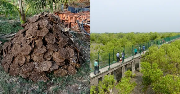 Experts from Europe Set to Bring Electricity to Bengal's Sundarbans Using Cow Dung!
