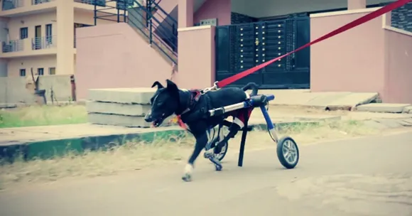 Meet Moana, the Inspiring 'Doggo-On-Wheels' Who Is Now A Web Series Star!