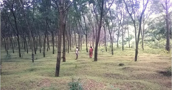 Rubber Trees That Have Dual Purpose? Here's Why This Scientific Development is Good News