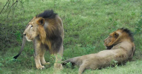 23 Dead in 20 Days: Here's What Is Killing the 'Pride' of Gujarat's Gir