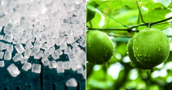 Low on Calories & 300 Times Sweeter Than Sugar, 'Monk Fruit' Grown in Himachal by Scientists!