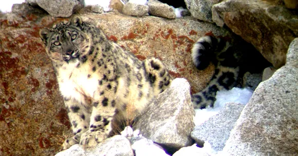Watch: Snow Leopard Enters a Family Home in Ladakh. Here's What Happened Next!