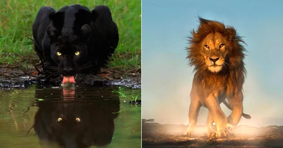 2 Indians Make It To Top 4 of Discovery's Most-Liked Pics of 2018. Check Them Out!