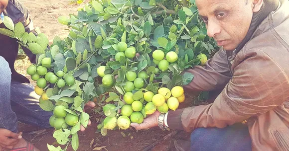These Organic Farmers Prove Lemons in Life Can Fetch You Lakhs in Profit. Here's How!