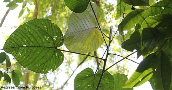All The Way From Nicobar, Kerala Researchers Root for 'Giant Leaf' to Beat Plastic