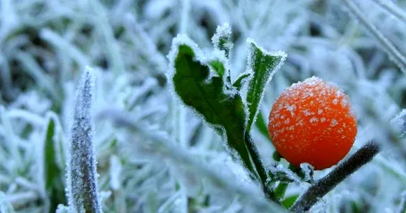 Frost in Munnar & Chilly Nights in Chennai: Why South India Is so Cold Right Now