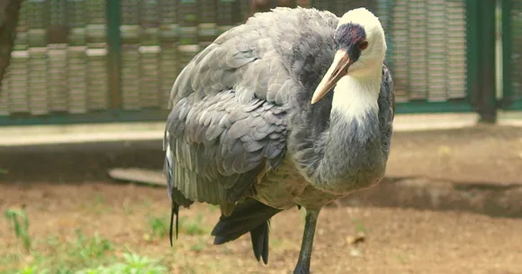 Orthopaedic Surgeon Performs Hour-Long Surgery, Saves Life of Eurasian Crane!