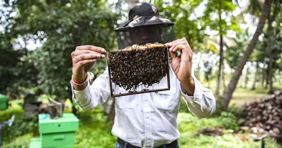Worried About Bees Dying? Here's How Beekeeping in Your Backyard Can Save Them
