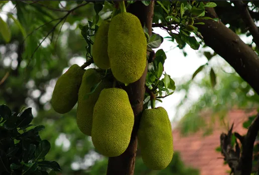 Rs 2,000 Cr of Jackfruit Wasted Annually: Mangaluru Techie Sources Easy Solution, Helps Farmers!