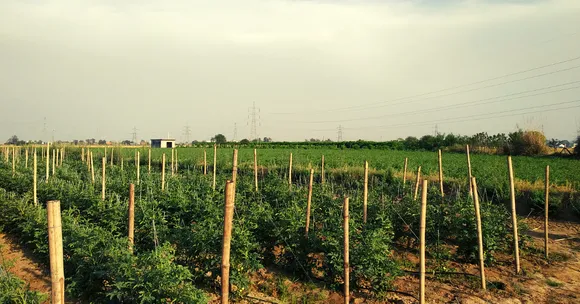 Gurugram Farmer’s Technique Stops Wastage of Veggies, Multiplies Income by 4 Times!
