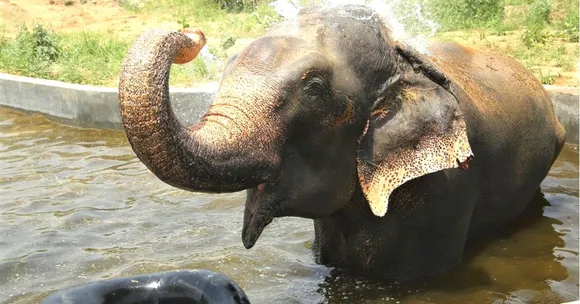 Exclusive: Inside India's First Water Clinic For Elephants on the Banks of Yamuna
