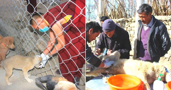 'They've Even Attacked & Killed People': How Leh is Tackling Feral Dogs Humanely