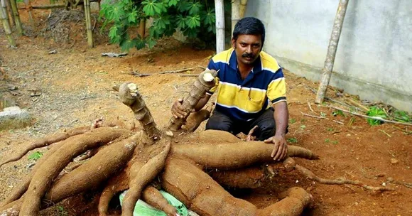 Kerala Cable Operator Takes up Organic Farming, Grows Record-Setting Tapioca, Okra