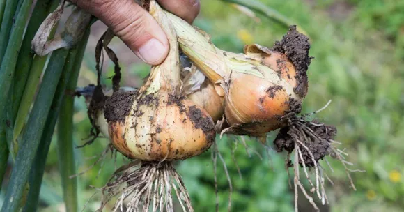 How to Grow Onions at Home in Cheap & Easy Ways