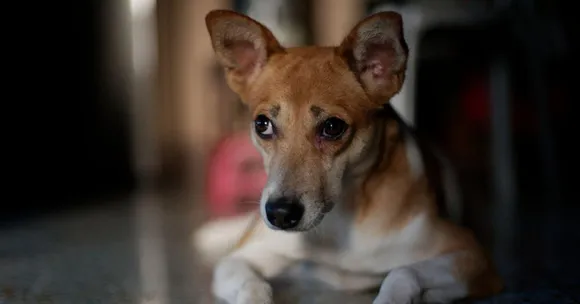 Don't Risk Your Pet's Health! 5 Simple Tips for a Pet-Friendly Home