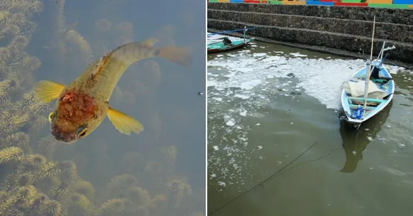 Study Reveals Detergents Stress Kerala's 'Climbing' Fish. Why This Should Worry You