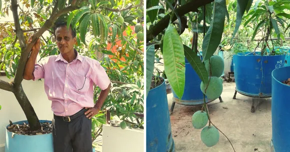 Kerala Man Grows 50+ Mango Varieties On Terrace, Including One Named After His Wife