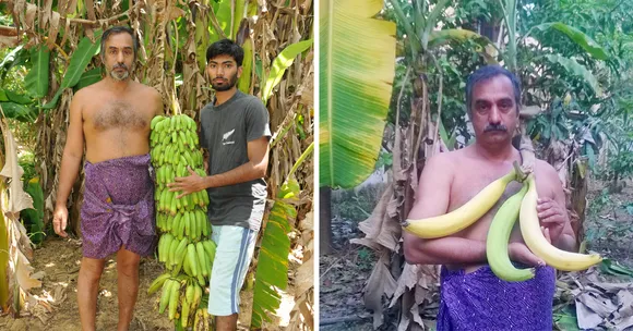 430+ Varieties of Bananas: Kerala Man's 3-Acre Farm Bears Harvest Worth Over a Lakh