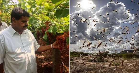 69-YO Padma Shri Farmer's Organic 'Muddy' Solution May Drive Locusts Away