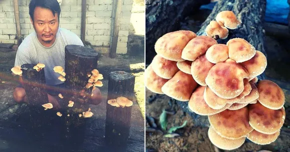Naga Scientist's Exotic Mushrooms Help Over 500 Farmers Raise Their Incomes