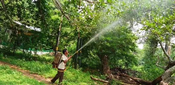 Telangana IAS Helps Save 700-YO Banyan Tree After 3 Years of Continuous Effort