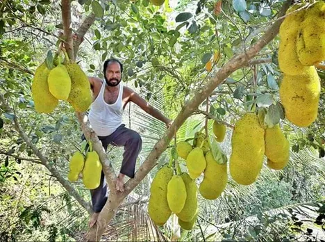 'King Of Jackfruits’, Ratnagiri Farmer Grows 75 Varieties Of Fruit On His Farm