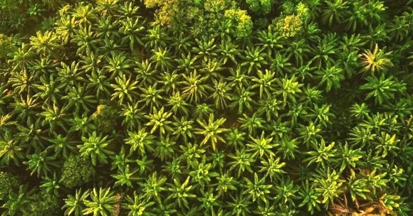 #KnowYourPalm: 5 Brands That Use 100% Sustainable Palm Oil in Your Daily-Use Products