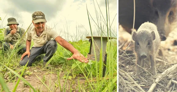 This Assamese Man Has Spent the Last 23 Years Saving the World’s Tiniest Pig