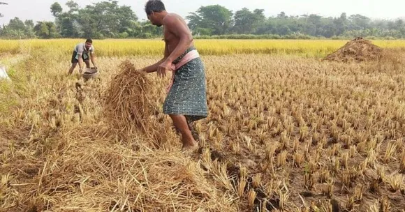 Potatoes From Paddy: Odisha Farmer's Idea Saves 80% Water, Prevents Stubble Burning