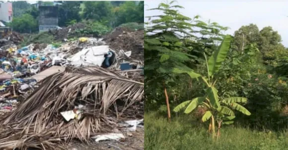 IAS Officer Plants 2020 Trees in the Middle of Chennai, City plans 1000 More Mini-Forests